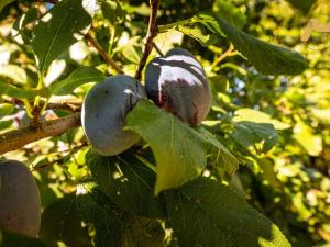 Prodej zemědělské usedlosti, Krašlovice, 118 m2