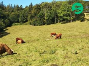 Prodej komerčního pozemku, Košařiska, 4998 m2