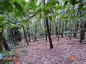 Prodej lesa, Lomnička, 8887 m2