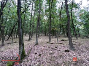 Prodej lesa, Lomnička, 8887 m2