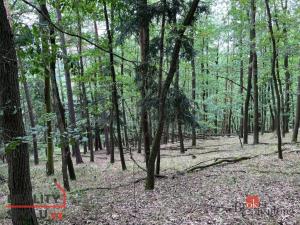 Prodej lesa, Lomnička, 8887 m2