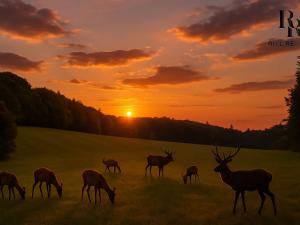 Prodej lesa, Bílá Lhota, 2912 m2