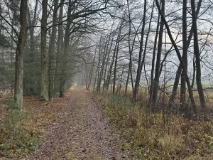 Prodej podílu lesa, Břehy, 5148 m2