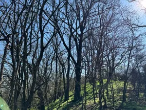 Prodej pozemku, Jevišovice, 7710 m2