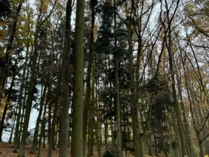 Prodej podílu lesa, Dolní Lukavice, 7998 m2