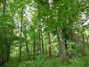 Prodej louky, Lánov - Horní Lánov, 45289 m2