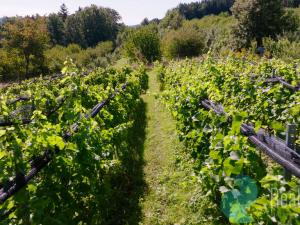 Prodej sadu/vinice, Lhenice, 8045 m2