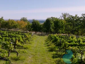 Prodej sadu/vinice, Lhenice, 3239 m2