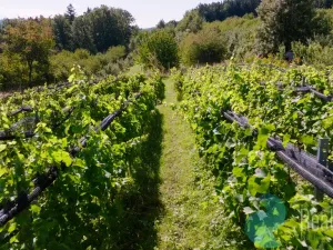 Prodej sadu/vinice, Lhenice, 3239 m2