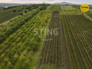 Prodej sadu/vinice, Velké Pavlovice, 5412 m2