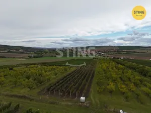 Prodej sadu/vinice, Velké Pavlovice, 5412 m2