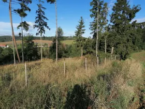 Prodej lesa, Zvěstov - Libouň, Zvěstov, 2824 m2