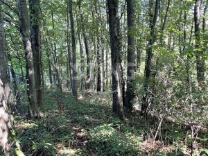 Prodej lesa, Hnojník, 9789 m2