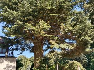 Prodej zahrady, Blovice, 544 m2