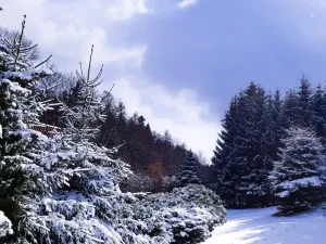 Prodej chalupy, Jiřetín pod Jedlovou - Lesné, 170 m2