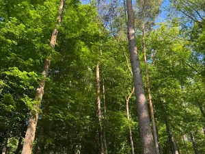 Prodej podílu lesa, Hudlice, 5790 m2