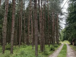 Prodej lesa, Křenovice, 5088 m2