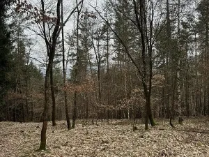 Prodej podílu lesa, Malá Skála, 3582 m2