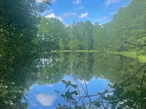 Prodej louky, Chlum u Třeboně - Žíteč, 389696 m2