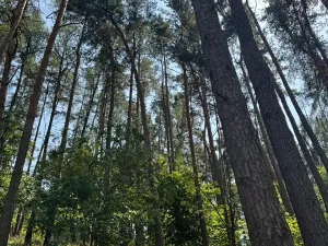 Prodej podílu lesa, Volenice, 3827 m2