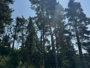 Prodej podílu lesa, Volenice, 3827 m2