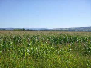 Dražba pozemku pro bydlení, Lipov, 2364 m2