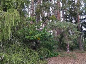 Prodej lesa, Nečín, 14980 m2