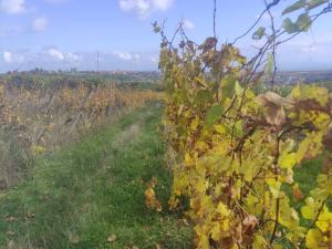 Prodej pozemku, Ořechov, 4846 m2