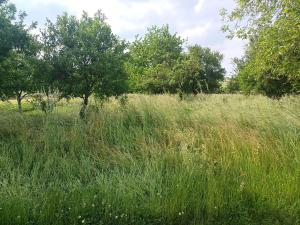 Prodej zahrady, Bučovice, 2010 m2