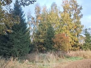 Prodej lesa, Žirovnice, 9999 m2