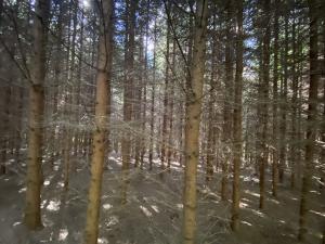 Prodej lesa, Lánov - Horní Lánov, 15996 m2