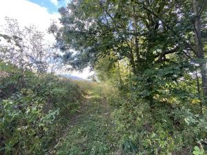 Prodej lesa, Lánov - Horní Lánov, 15996 m2