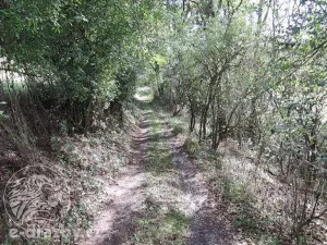 Dražba pozemku, Želízy, 3979 m2