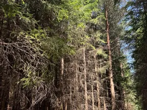 Prodej lesa, Ločenice, 16414 m2