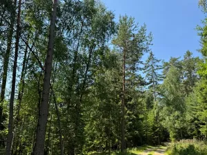 Prodej lesa, Ločenice, 16414 m2