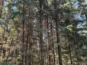 Prodej lesa, Ločenice, 16414 m2