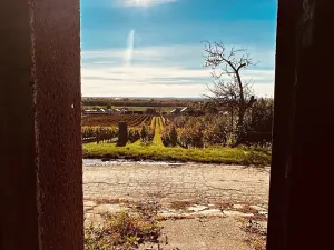 Prodej vinného sklepa, Velké Bílovice, 100 m2