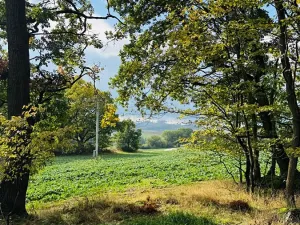 Prodej lesa, Postupice, 1363 m2