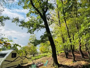 Prodej lesa, Postupice, 893 m2