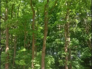 Prodej lesa, Kněždub, 671 m2