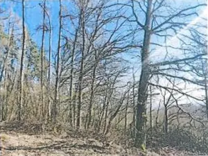 Prodej lesa, Neurazy, 727 m2