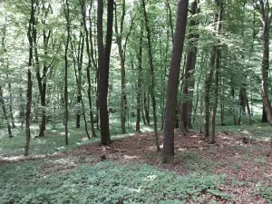 Prodej lesa, Nivnice, 34650 m2