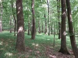 Prodej lesa, Nivnice, 34650 m2