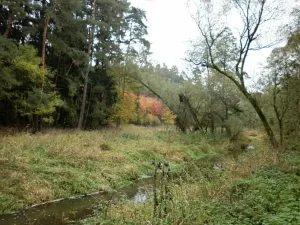 Dražba louky, Kladruby, 42411 m2