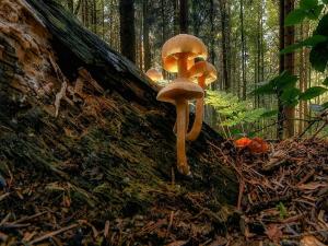 Prodej lesa, Hradiště, 3924 m2