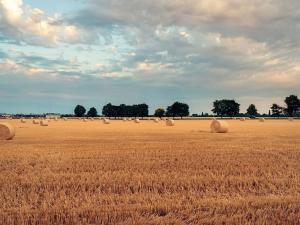 Prodej podílu pole, Nový Vestec, 2331 m2
