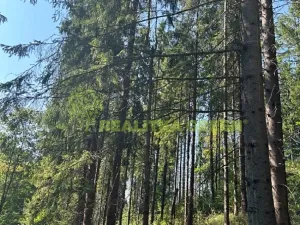 Prodej lesa, Nýdek, 16920 m2