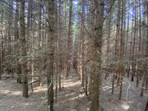 Prodej lesa, Lánov - Horní Lánov, 12297 m2