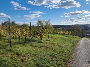 Prodej vinného sklepa, Mutěnice, 120 m2