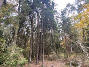 Prodej lesa, Srbice - Těšovice, 2923 m2